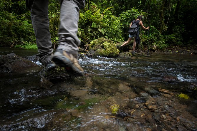 Jungle Expedition Through the Childrens Eternal Rainforest