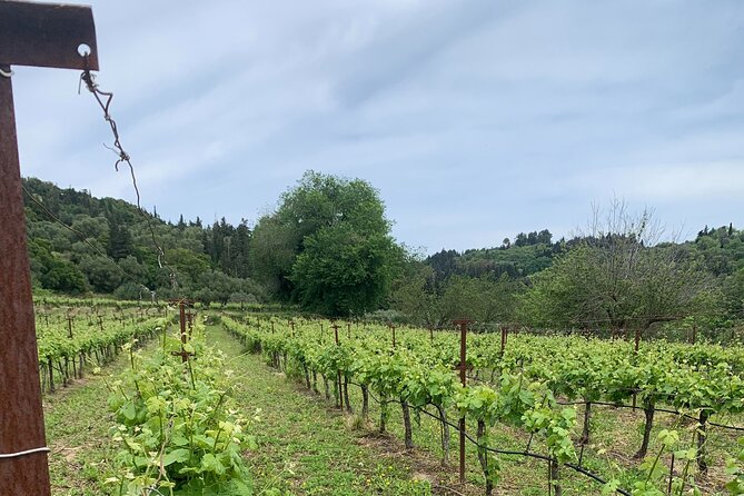 Kefalonia Wine Tour on E-Bikes