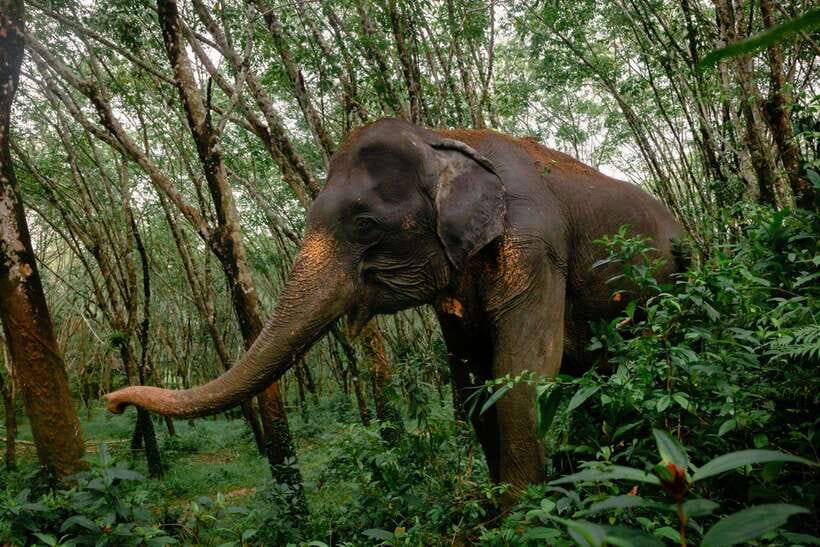 Khao Lak Guided Nature Walk & Elephant Experience