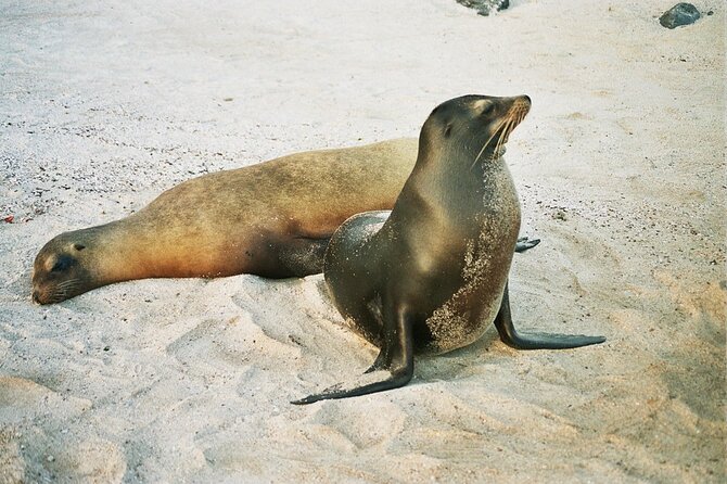 Kicker Rock Day Trip From San Cristobal: Snorkeling & Wildlife