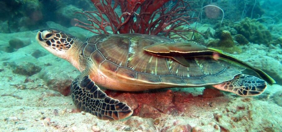 Koh Chang: Half-Day Snorkeling Adventure on a Speedboat