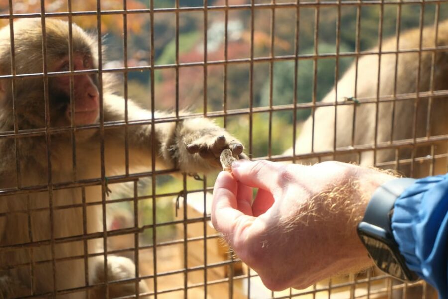 Kyoto: Arashiyama Walk – Bamboo, Monkeys, Temples & Secrets