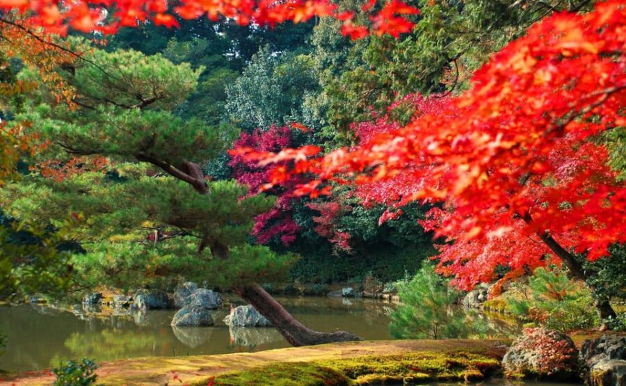 Kyoto: Kinkaku-ji Autumn Leaves Guided Tour 90 Minutes