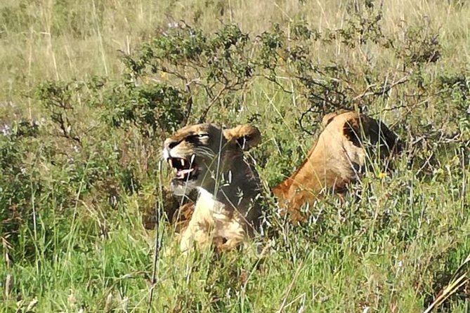 Lake Nakuru National Park Day Tour From Nairobi