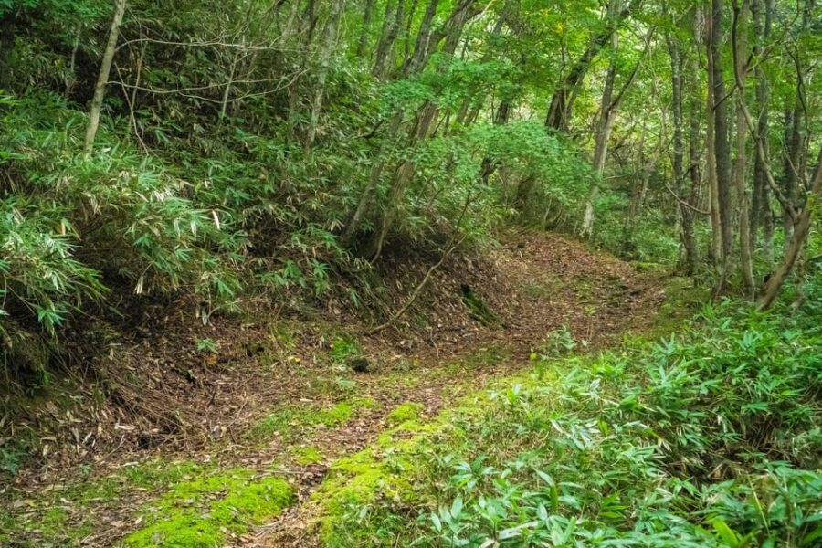 Lake Tachibana: Hike to a Hidden Lake! - Explore the Tranquil Forests