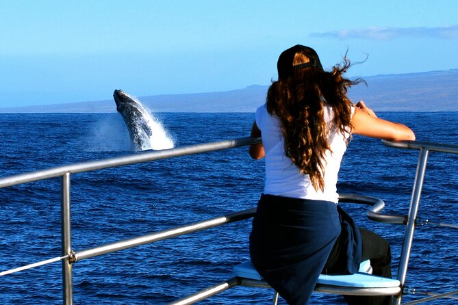 Late Morning Whale Watch Cruise From Abay