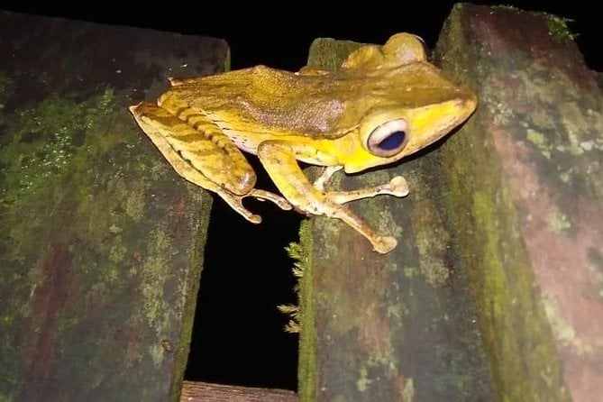 Limpaki Wetland Nature Night Walk