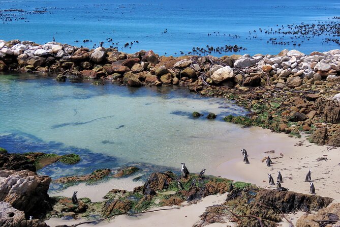 Luxury 2-Day In & Out Garden Route Safari Tour