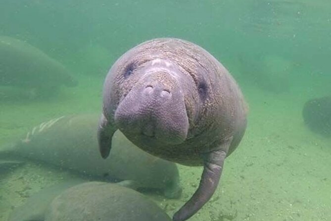 Manatee Discovery Anna Maria Island - Overview and Experience