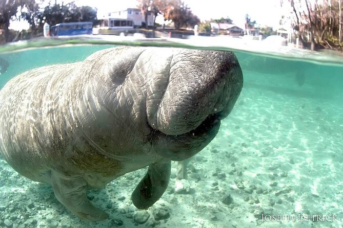 Manatee Snorkel Tour - Small Group - Tour Overview and Details