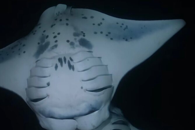 Manta Ray Night Snorkel - GUARANTEED Sightings - Kona, Hawaii - Exploring Manta Ray Biology and Behavior