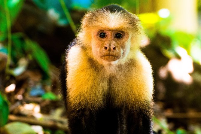 Manuel Antonio National Park, PRIVATE Day Tour From Jaco