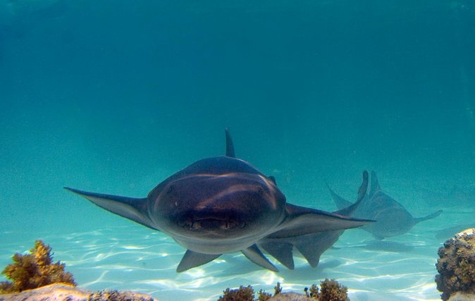 Marinarium Snorkeling Cruise From Bayahibe
