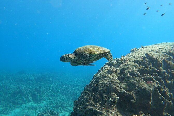 Marine Ecology Snorkel From Electric Beach Oahu With Photos