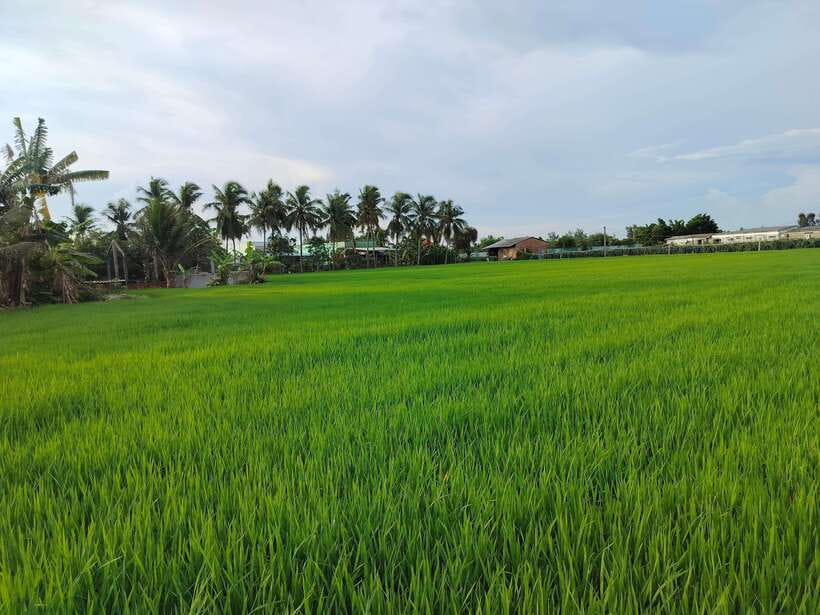 Mekong Delta Luxury 1day Bike & Cooking Classes Small Group