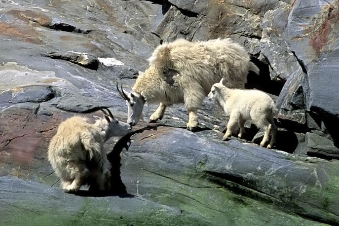 Misty Fjords Expedition – 6 Passenger Boat