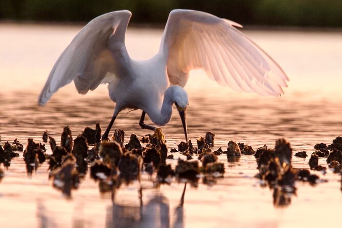 Morning Beaufort River Tour Review