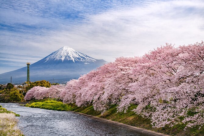Mount Fuji and Cherry Blossom E-Bike Tour (Seasonal Availability)