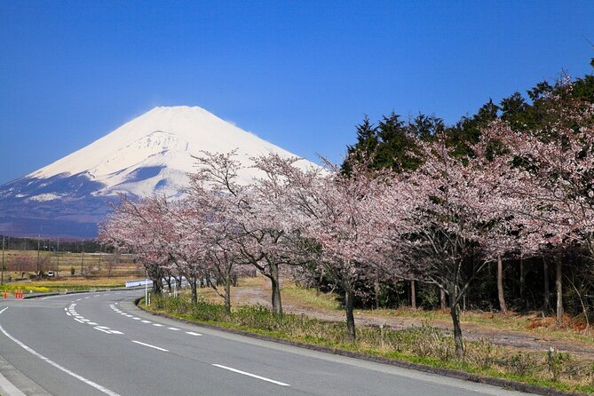 Mt. Fuji Cherry Blossom and Shibasakura Festival Tour