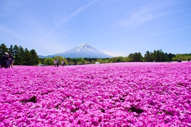 Mt. Fuji Shiba Sakura Festival and Hoto Noodle Making