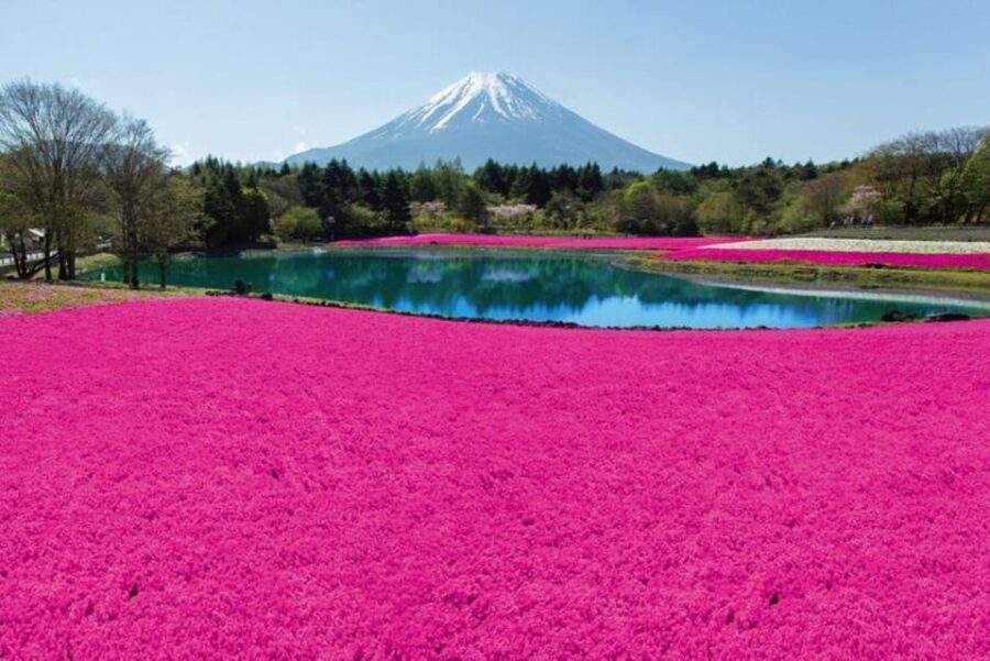 Mt. Fuji Shiba-Sakura Festival & Hoto Noodle Making