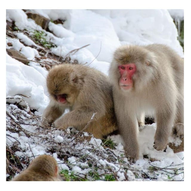 Nagano: Snow Monkey Private Instagramable Day Tour Low Price