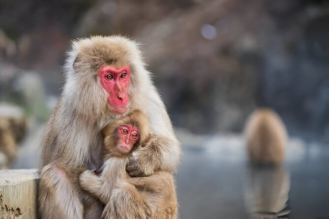 Nagano Snow Monkeys, Zenko-ji & Obuse Private 1-Day Tour