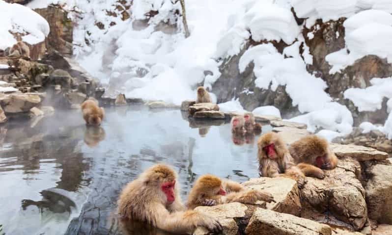 Nagano: Snow Monkeys, Zenko-ji Temple, and Lake Nojiri Tour