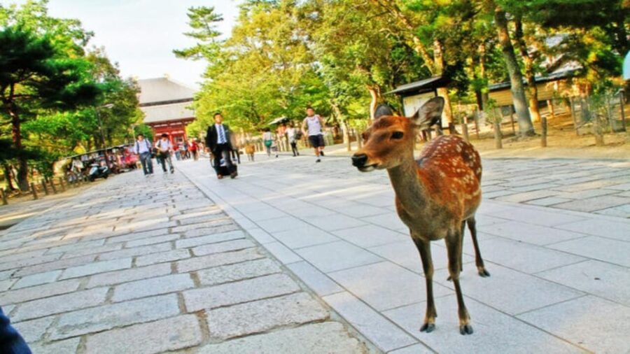 Nara Attractive Tour With Local Guide (4hours) - Tour Overview