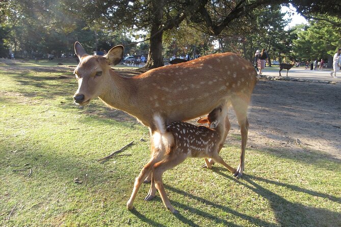 Nara ENGLISH GUIDE, Giant Buddha, Deer Free in the Park