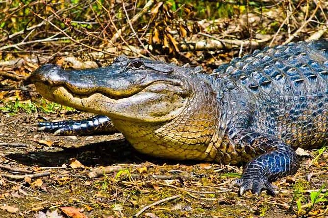 New Orleans Large Airboat Swamp Tour