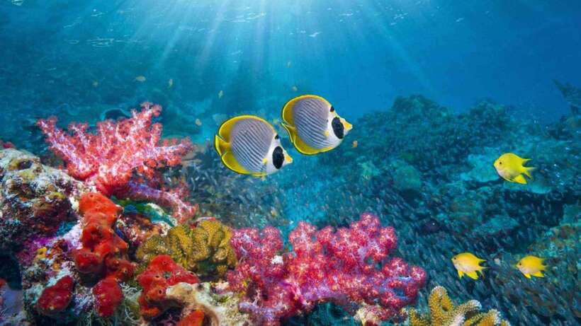Nha Trang: Snorkeling, Lunch, and Mini Beach
