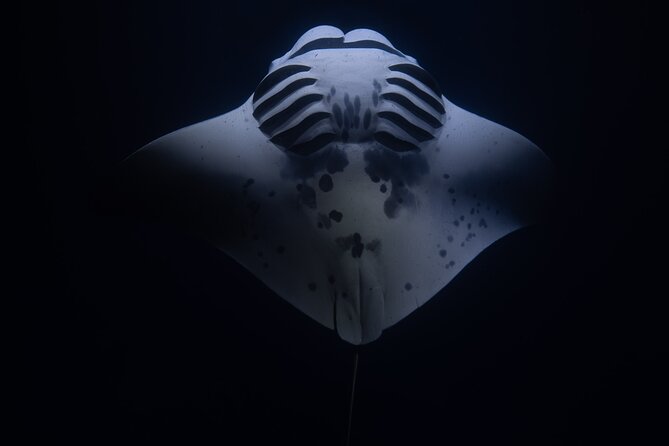 Night Manta Ray Snorkel Review: An Unforgettable Experience - Booking Process and Pricing Details