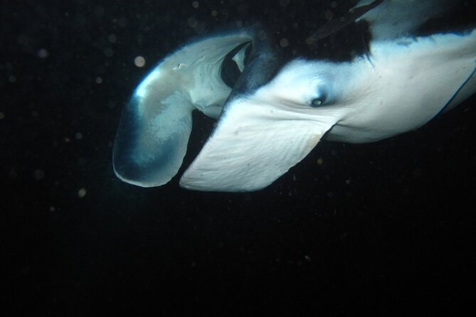 Night Manta Ray Tour | Departs From Keauhou Bay - Meeting and Pickup