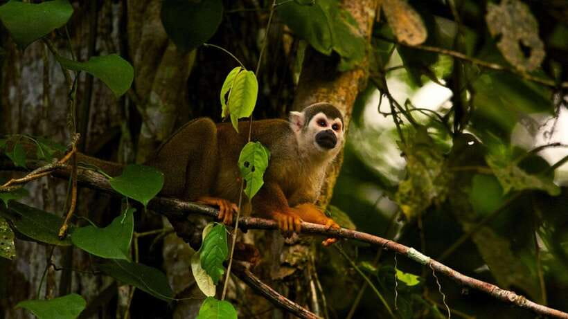Ninh Binh: Cuc Phuong National Park