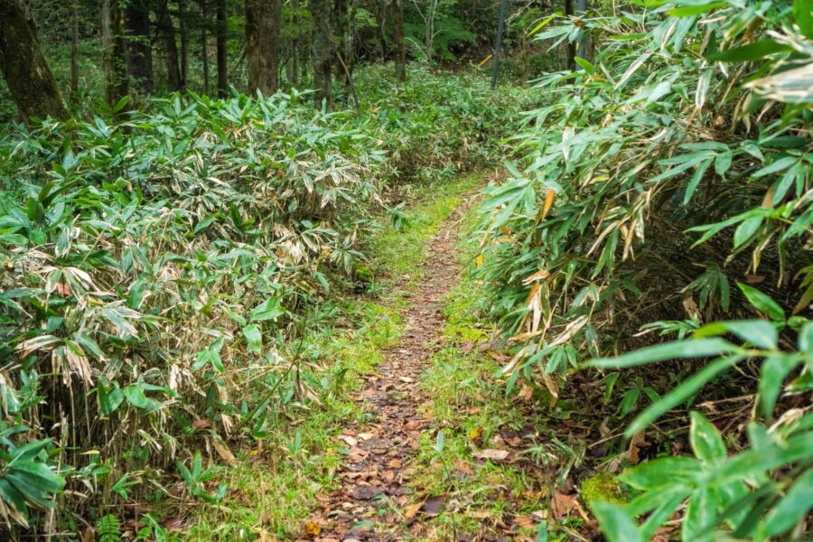 Noboribetsu: Lake Tachibana Hiking - Overview of the Snowshoe Hike