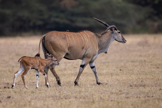 Off the Beaten Track Safari in Arusha Tanzania