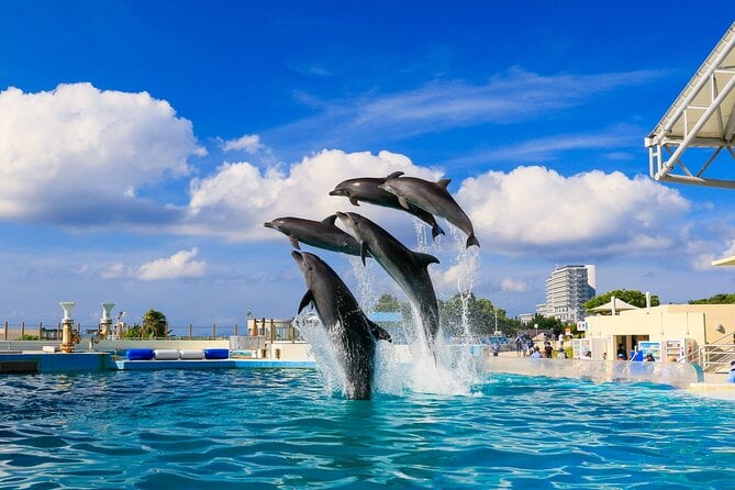 Okinawa Hip-hop Bus B Course Tour (Okinawa Churaumi Aquarium) - Tour Overview