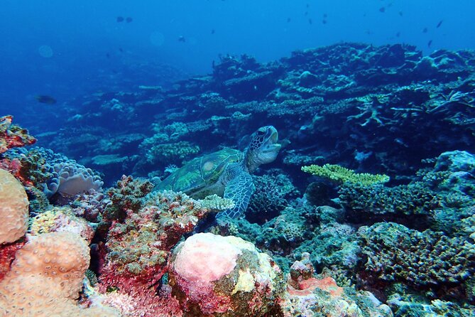 Okinawa Ishigaki Phantom Island and Blue Cave Snorkeling