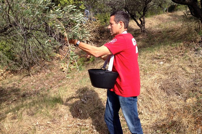 Olive Harvest in Provence - Location and Start Time