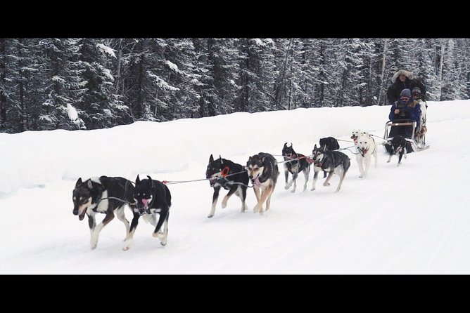 One Hour Experience Dog Sledding - Requirements for Participants
