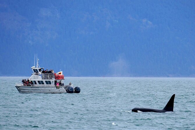 Orca Whale Tour Near Seattle Review