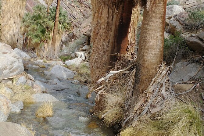 Palm Springs Desert Oasis Hike in Indian Canyons