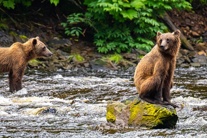 Peak Season Bear Viewing By Seaplane