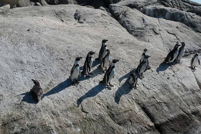 Penguins Watching Navigation Cachagua Island&Lunch From VALPARAIS