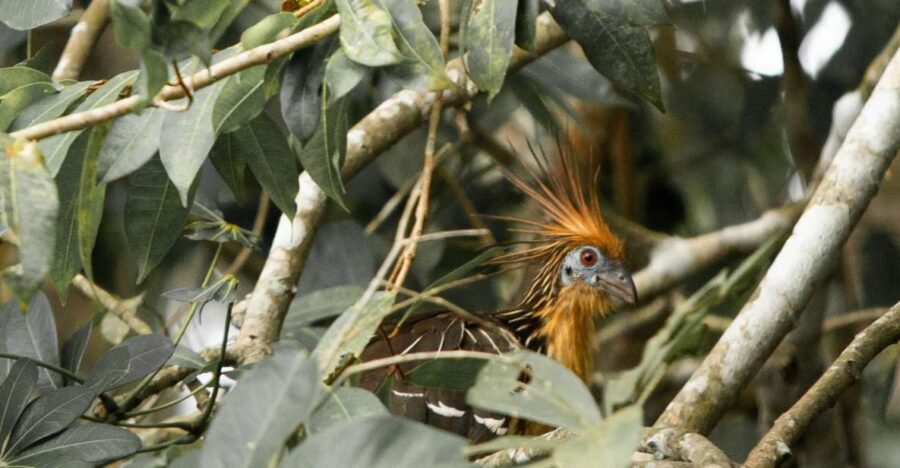 Personalized Tours: Tambopata Adventure Rainforest 4d/3n
