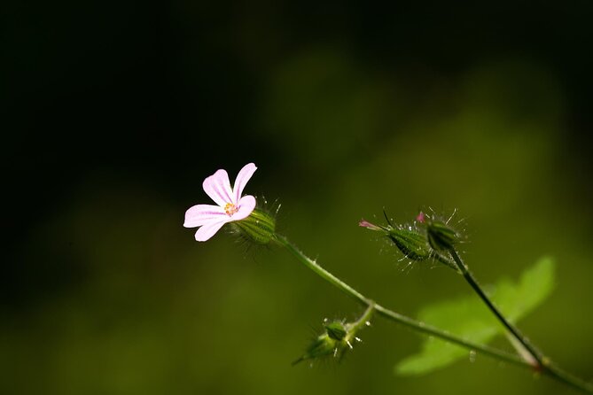 Photo Tour of Macro-Photography – Lake Garda