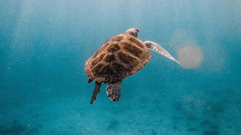 Phuket/Khao Lak: Similan Islands Catamaran Trip With Lunch - Trip Overview