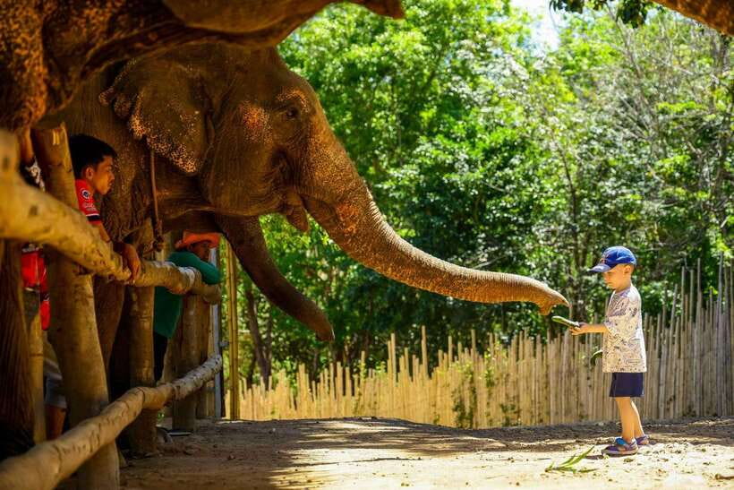Phuket: Meet Feed & Relax With Elephant