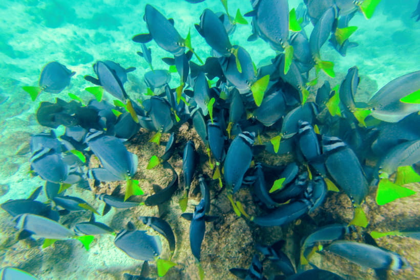 Phuket: Racha and Coral Islands Speedboat Trip With Lunch - Overview and Pricing